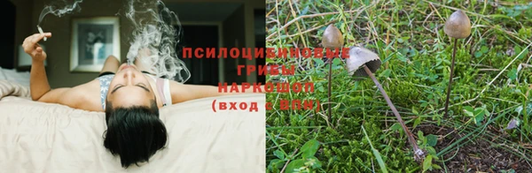 индика Алзамай
